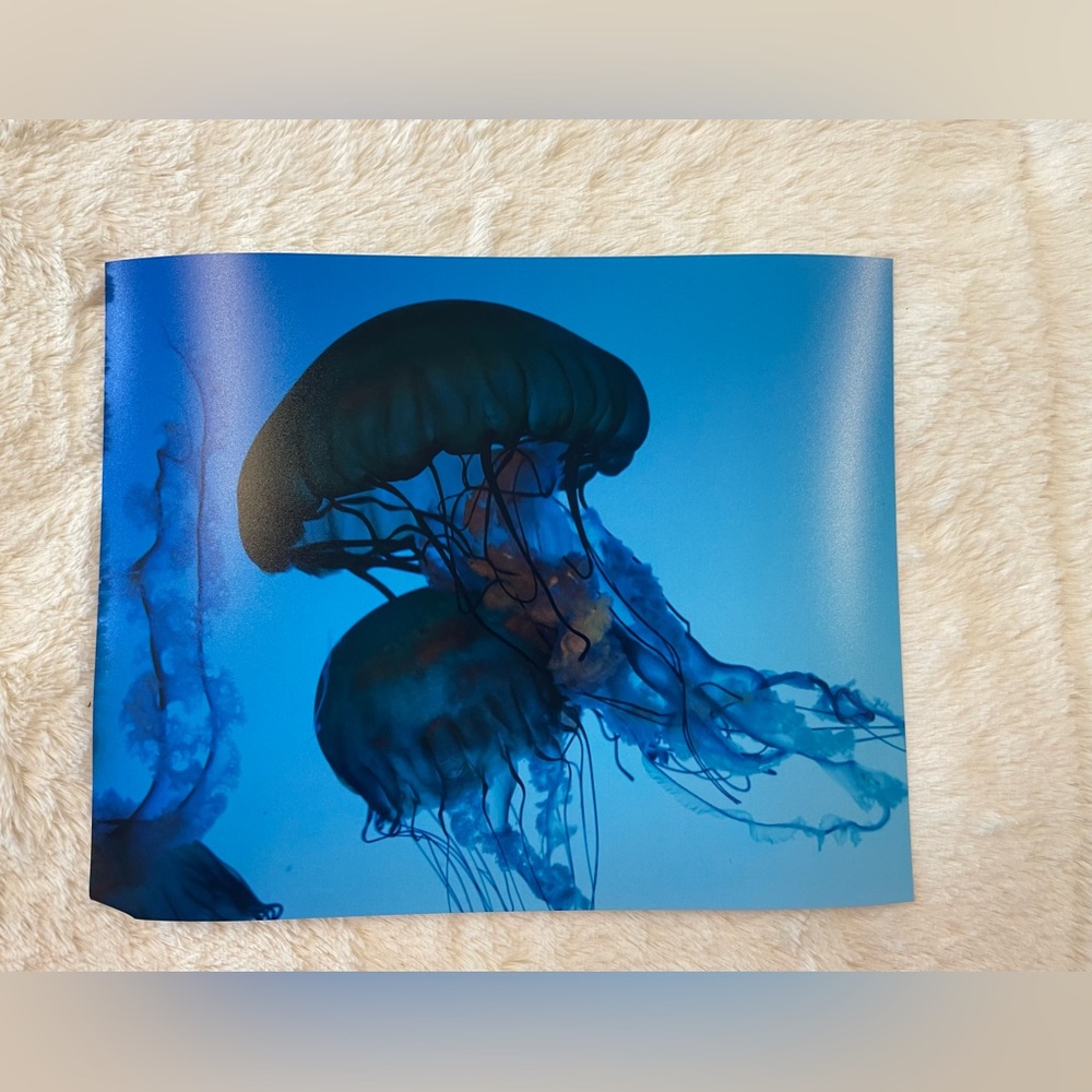 Unique wall decor of jellyfish